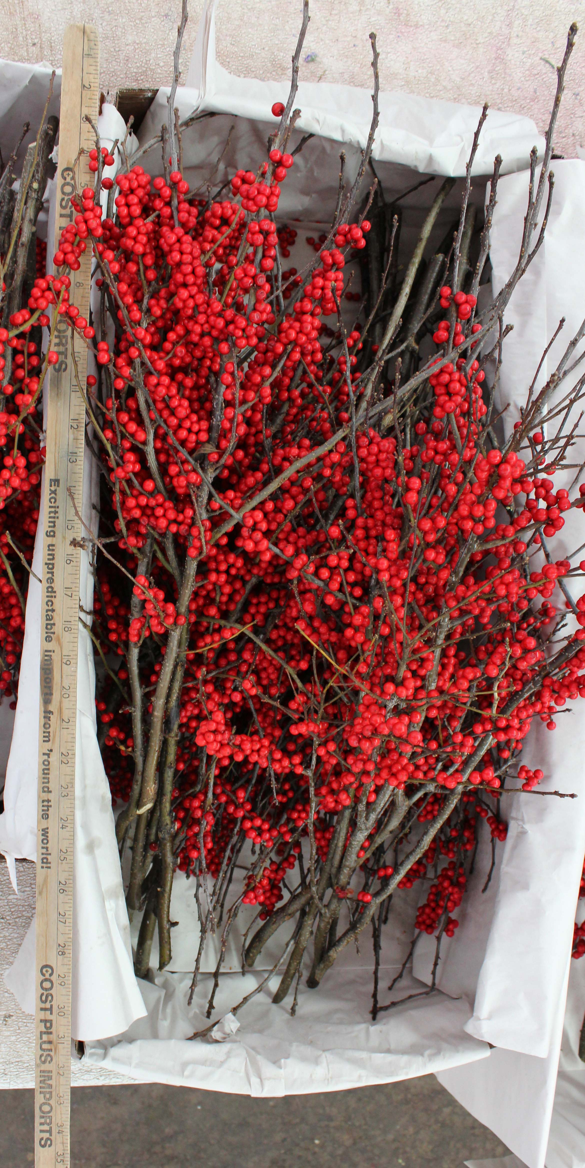 Winter Berry Branch