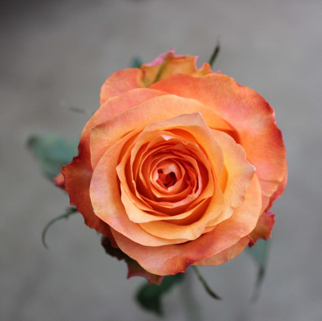 Wholesale Twilight Peach Orange Roses