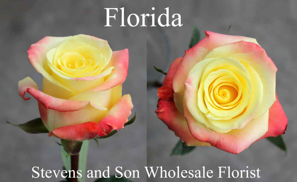 Roses-Color  Stevens and Son Wholesale Florist