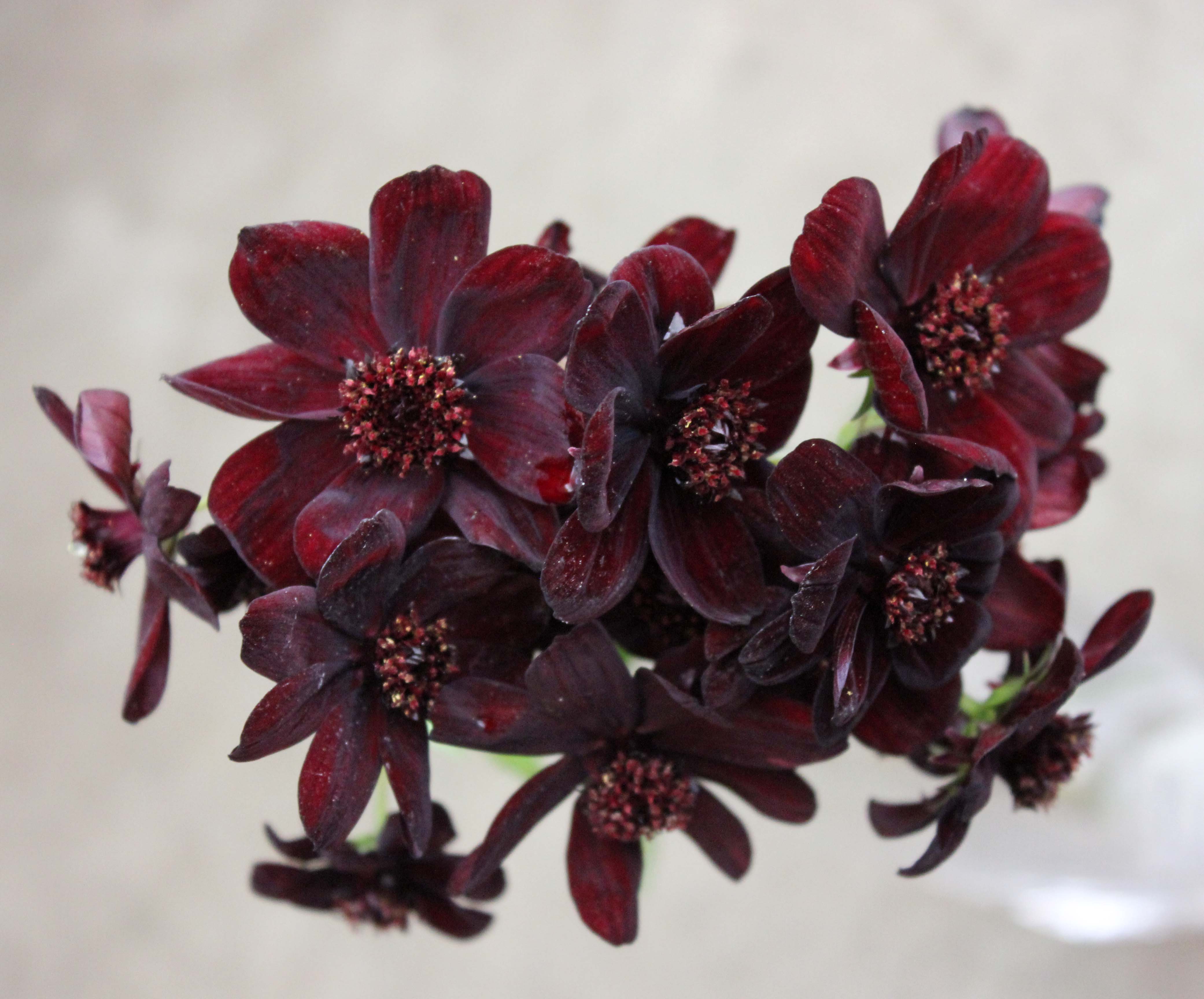 Chocolate Cosmos | Stevens and Son Wholesale Florist