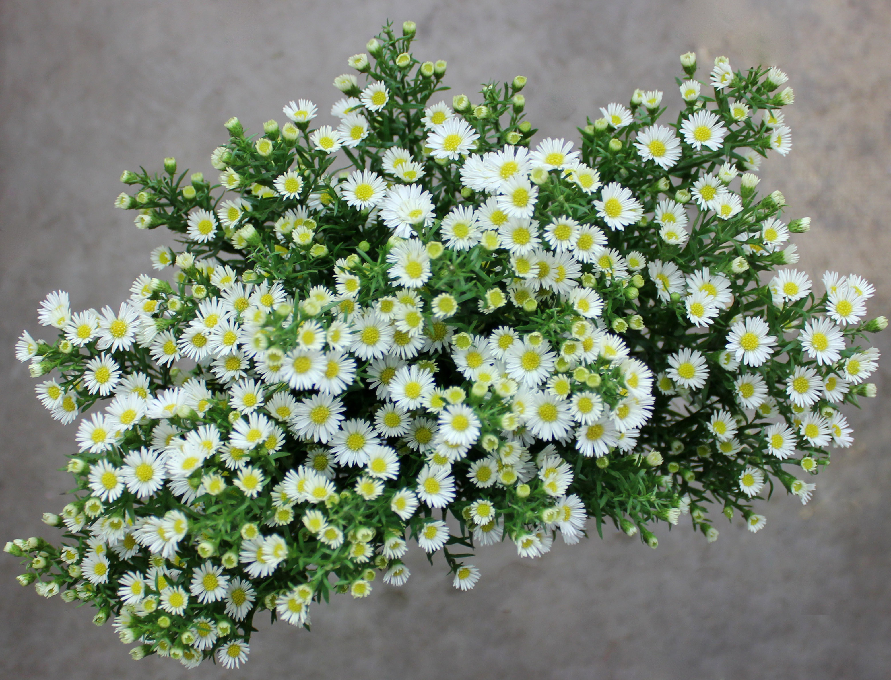 Monte Casino Aster White Flower - Wholesale - Blooms By The Box