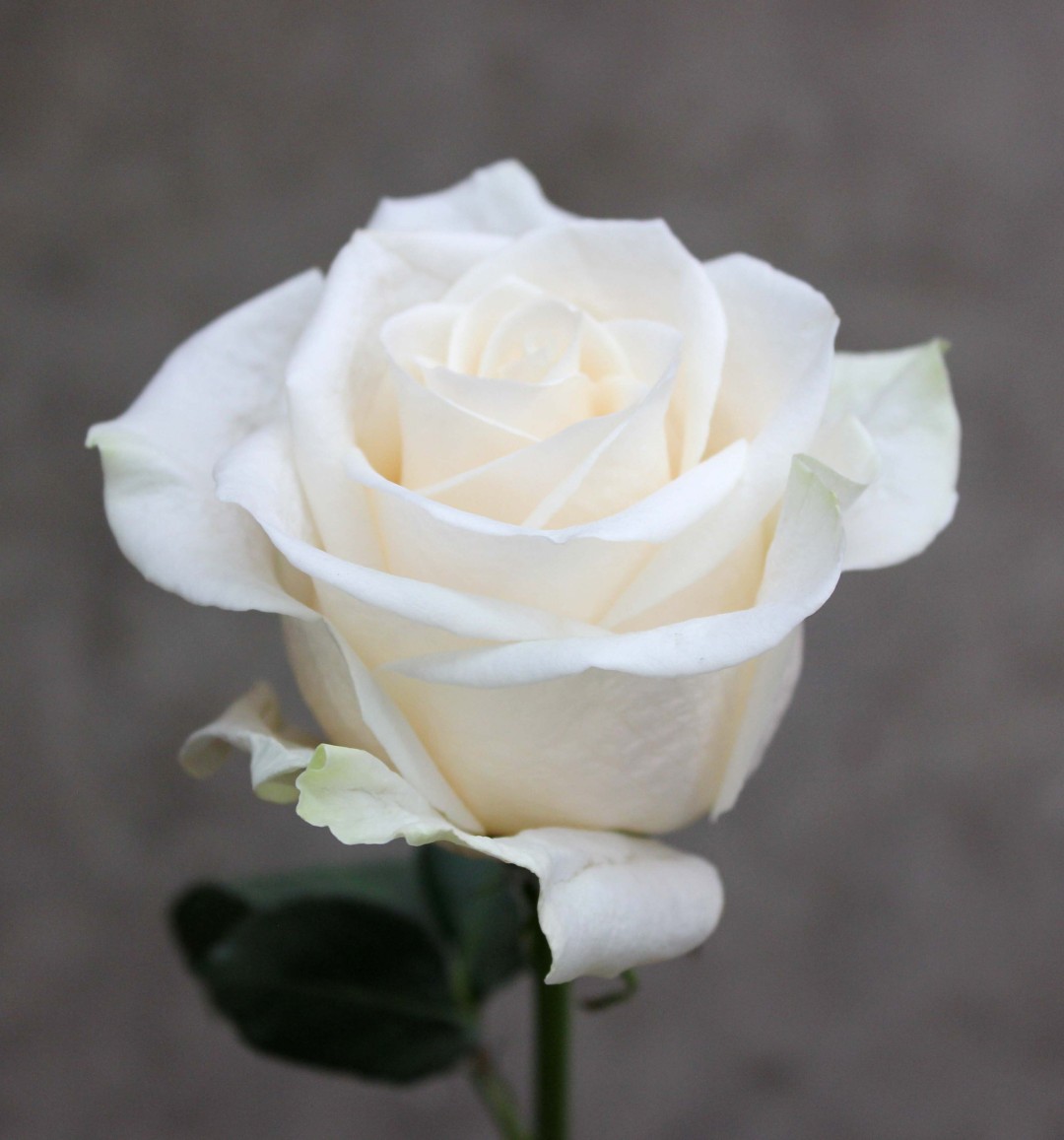 Роза белая Венделла