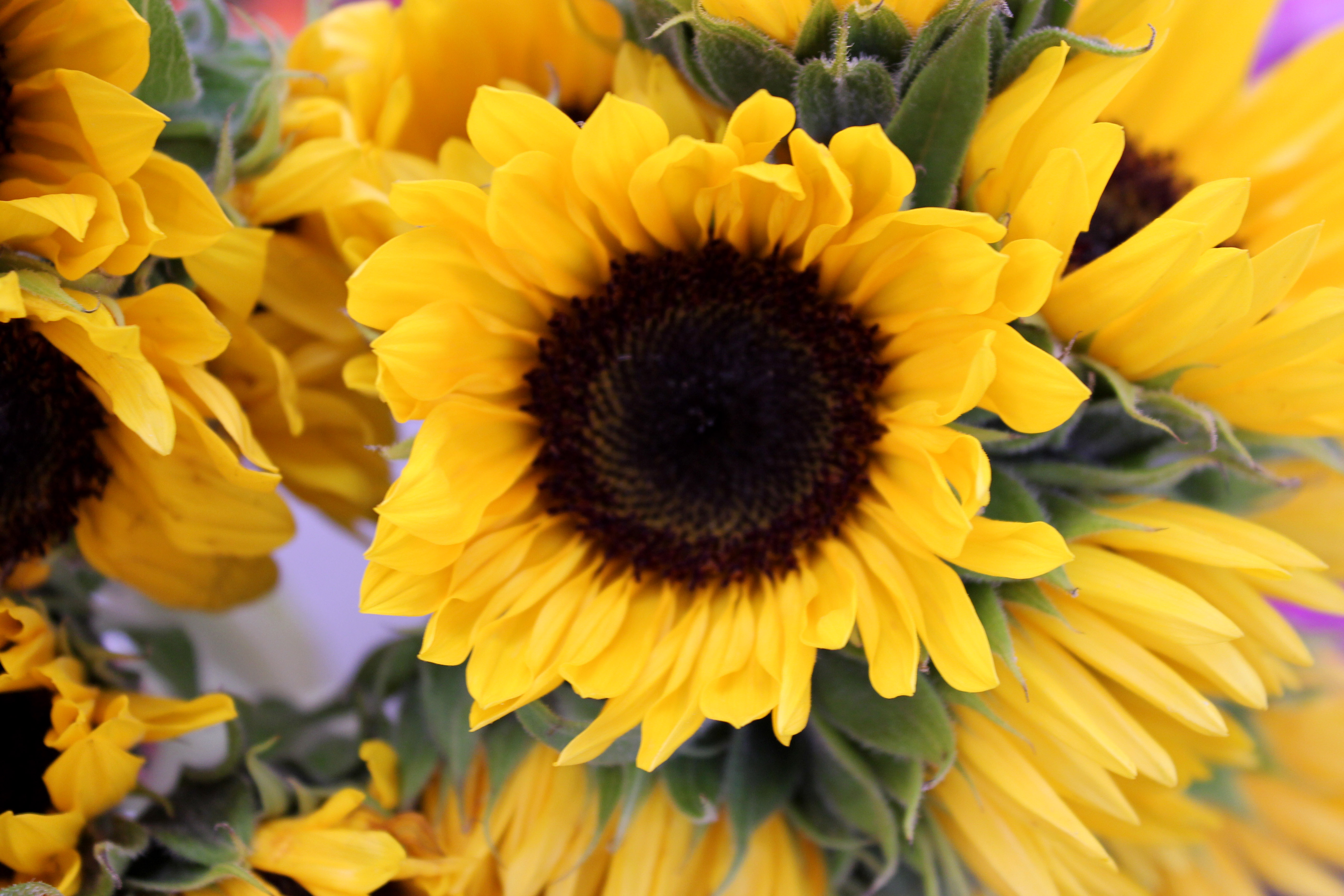 Sunflowers | Stevens and Son Wholesale Florist