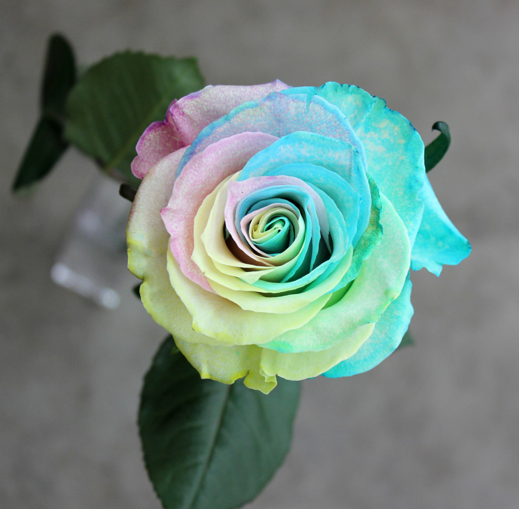 Rainbow Pastel | Stevens and Son Wholesale Florist