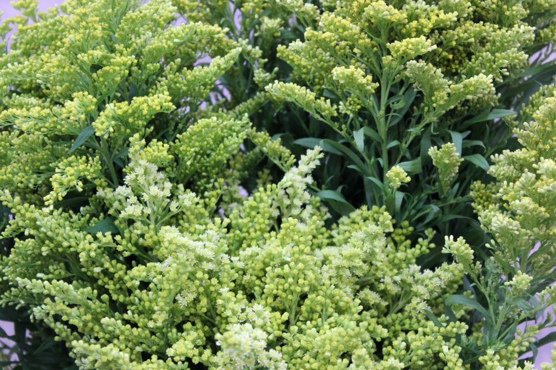 Solidago | Stevens and Son Wholesale Florist